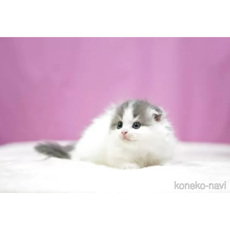 販売中の埼玉県のスコティッシュフォールド(折れ耳)-121597の2枚目